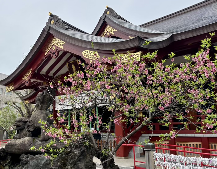 南千住 素盞雄神社 桃まつり