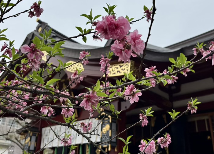 南千住 素盞雄神社 桃まつり