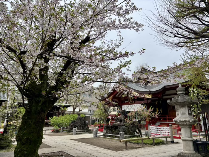 南千住 素盞雄神社 桃まつり