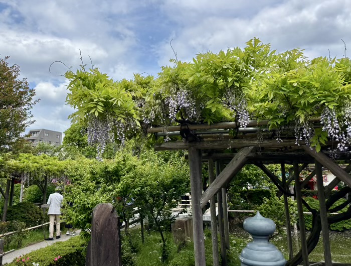 江東区　亀戸天神社　藤まつり