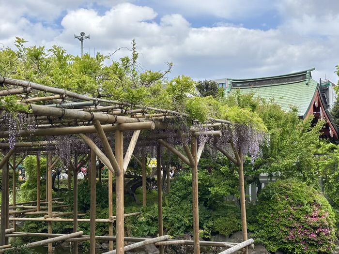 江東区　亀戸天神社　藤まつり