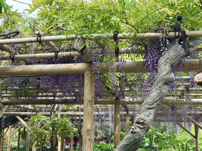江東区　亀戸天神社　藤まつり
