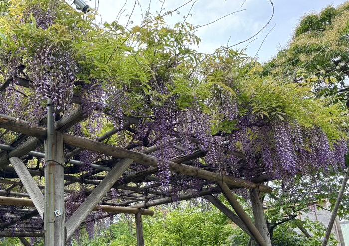 江東区　亀戸天神社　藤まつり