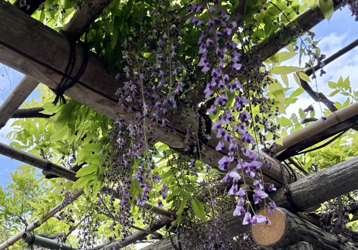 江東区　亀戸天神社　藤まつり