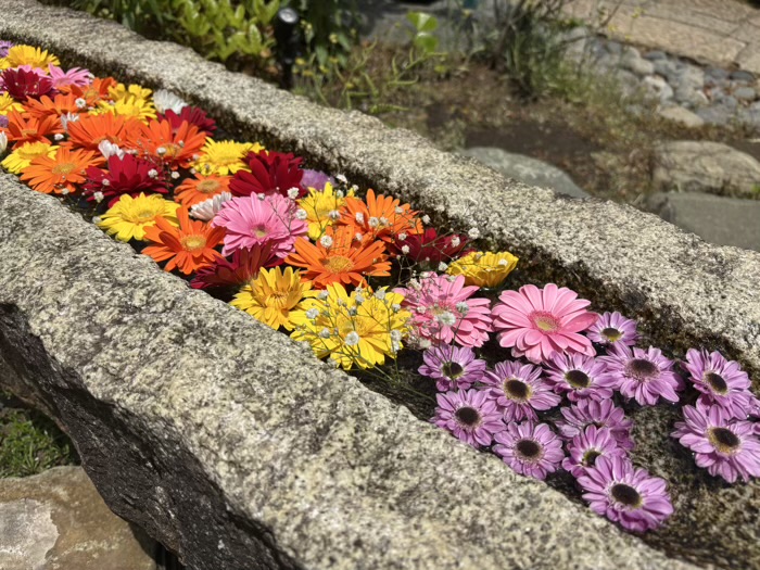 西早稲田　萬年山 法輪寺　花手水