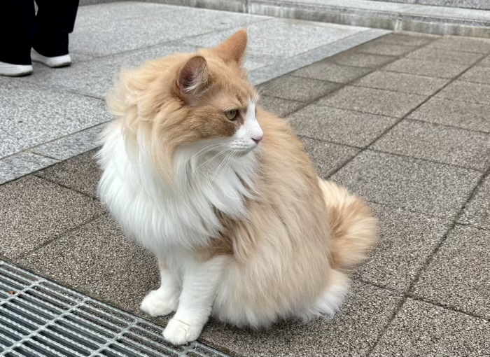 豊島区　妙義神社　看板猫むぎちゃん
