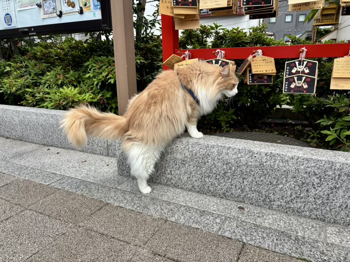 豊島区　妙義神社　看板猫むぎちゃん
