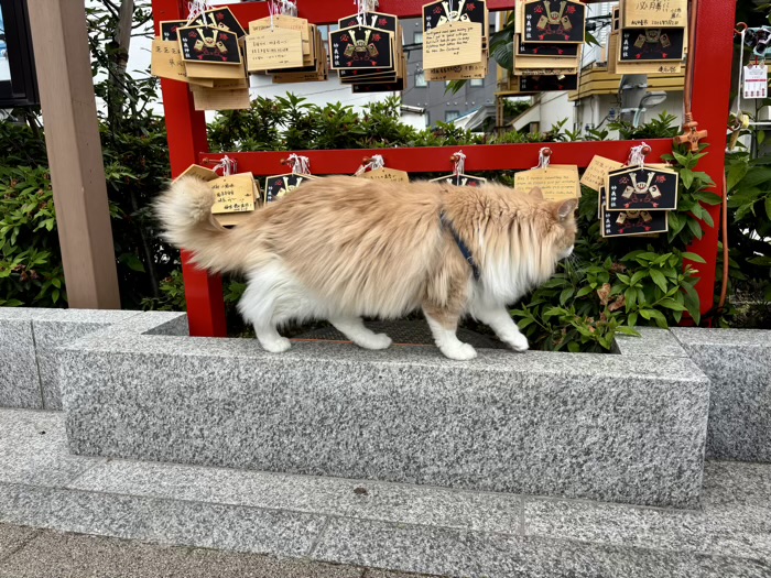 豊島区　妙義神社　看板猫むぎちゃん