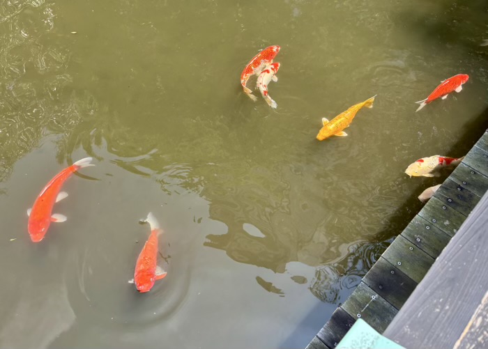 渋谷　東郷神社　神池