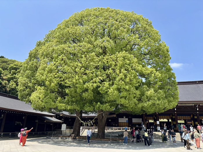 渋谷　明治神宮　夫婦楠