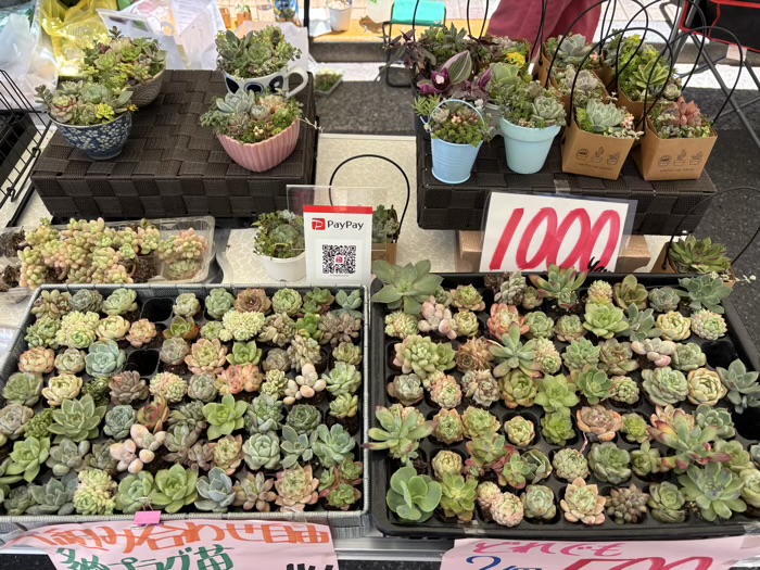 浅草富士浅間神社　植木市