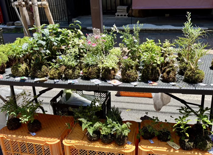 浅草富士浅間神社　植木市