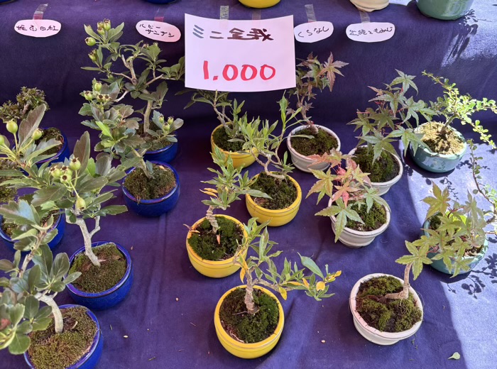 浅草富士浅間神社　植木市