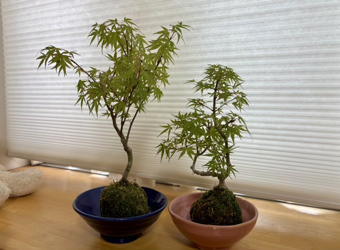 浅草富士浅間神社　植木市