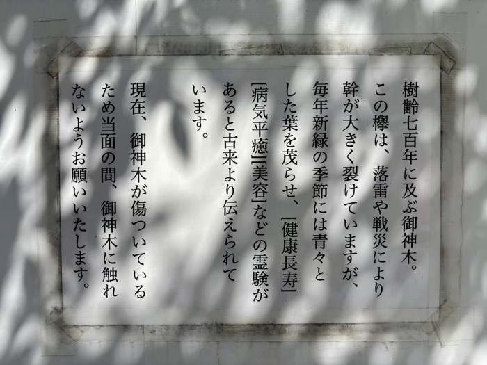 武蔵新田　新田神社　ご神木