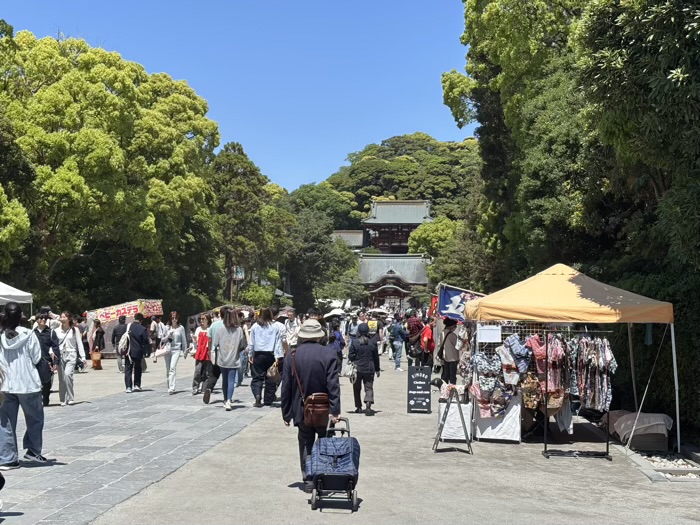 鎌倉　鶴岡八幡宮　菖蒲祭