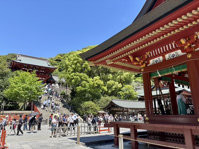 鎌倉　鶴岡八幡宮　菖蒲祭