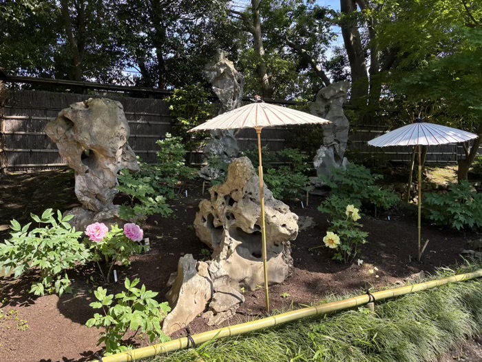 鎌倉　鶴岡八幡宮　池泉回遊式庭園（ぼたん園）