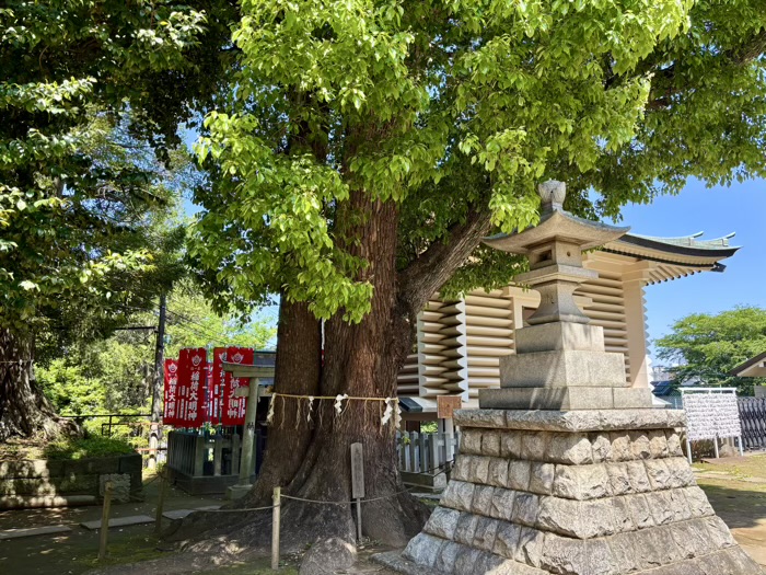 新宿　諏訪神社　御神木「夫婦楠」