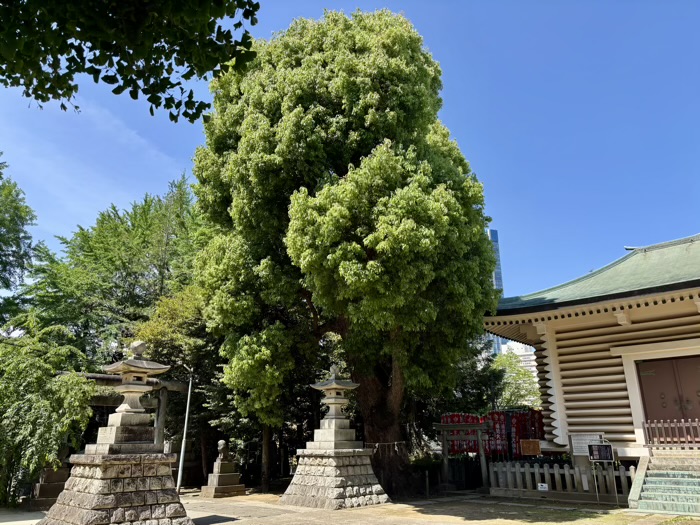 新宿　諏訪神社　御神木「夫婦楠」