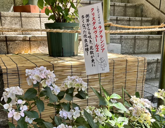 麻布十番 十番稲荷神社 集財祭(あじさいまつり)