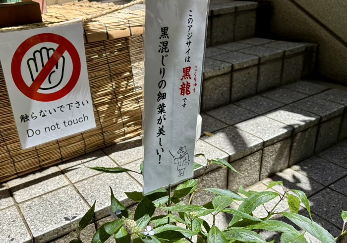 麻布十番 十番稲荷神社 集財祭(あじさいまつり)