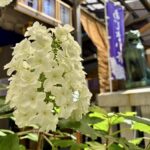 麻布十番　十番稲荷神社　集財祭（あじさいまつり）