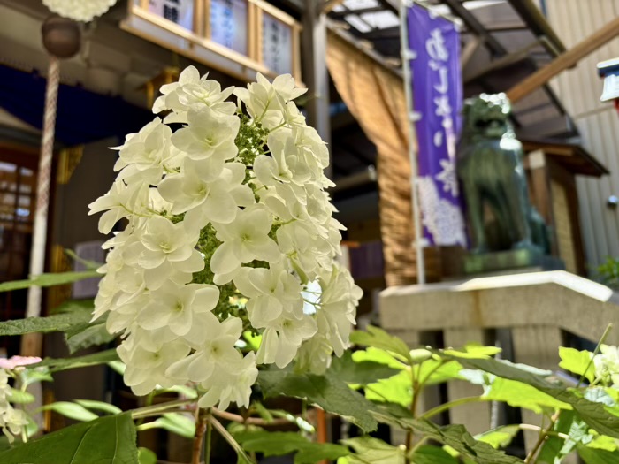麻布十番　十番稲荷神社　集財祭（あじさいまつり）