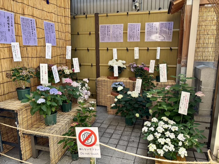 麻布十番 十番稲荷神社 集財祭(あじさいまつり)
