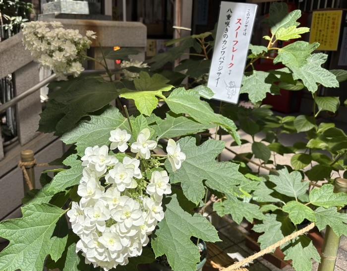 麻布十番 十番稲荷神社 集財祭(あじさいまつり)