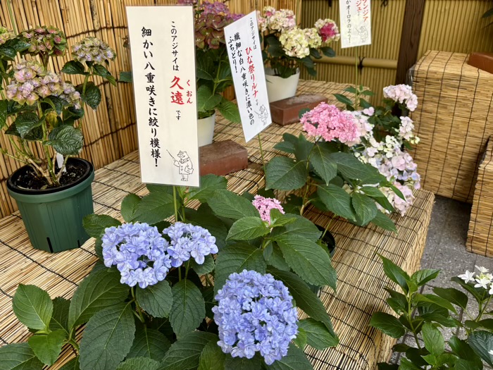 麻布十番 十番稲荷神社 集財祭(あじさいまつり)