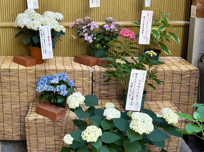 麻布十番 十番稲荷神社 集財祭(あじさいまつり)