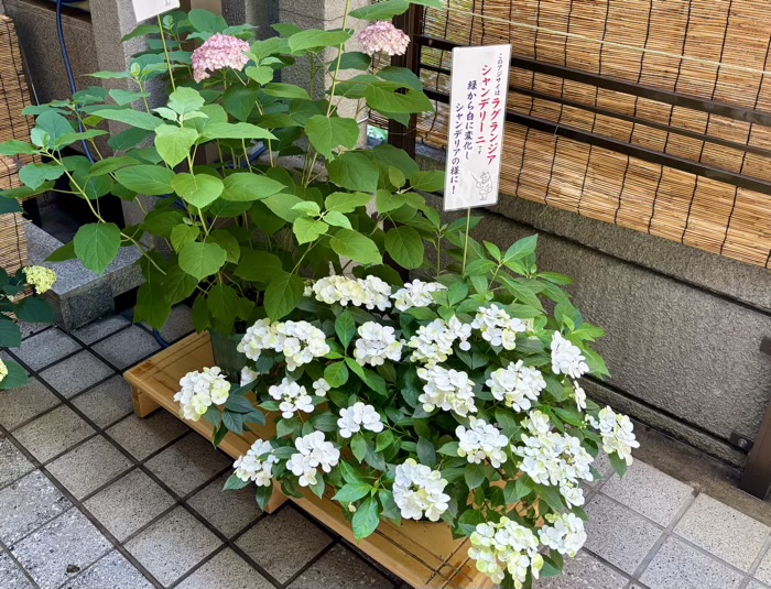 麻布十番 十番稲荷神社 集財祭(あじさいまつり)