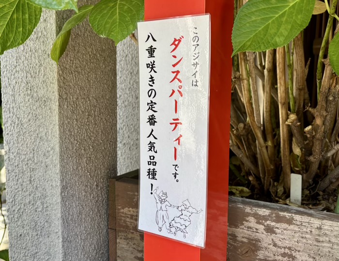 麻布十番 十番稲荷神社 集財祭(あじさいまつり)