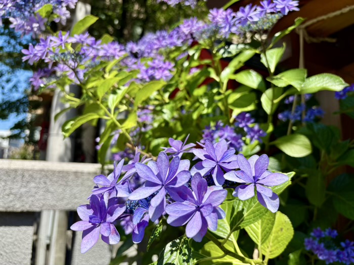麻布十番 十番稲荷神社 集財祭(あじさいまつり)