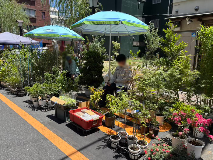 浅草富士浅間神社　植木市