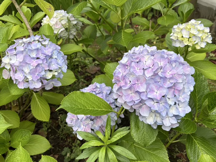 桜新町　桜神宮　6月　あじさい