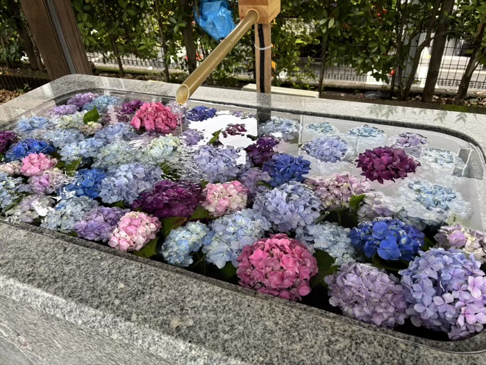 桜新町　桜神宮　6月　花手水（あじさい）