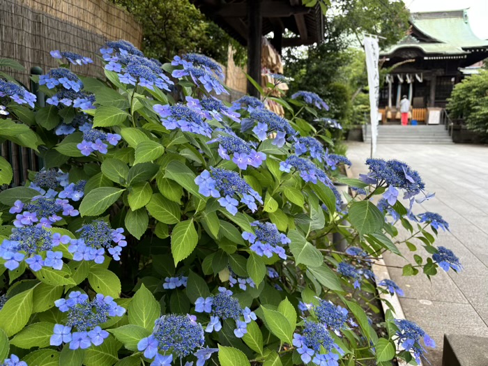 桜新町　桜神宮　6月　あじさい