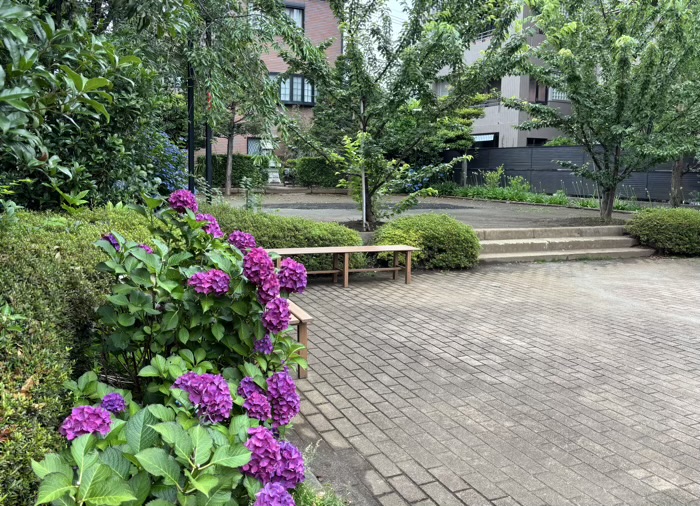 桜新町　桜神宮　6月　あじさい