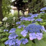 桜新町 桜神宮 6月 あじさい