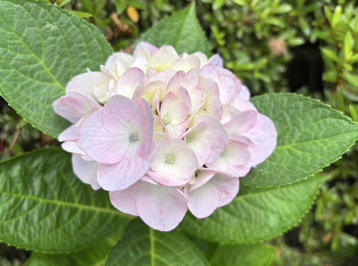桜新町　桜神宮　6月　あじさい