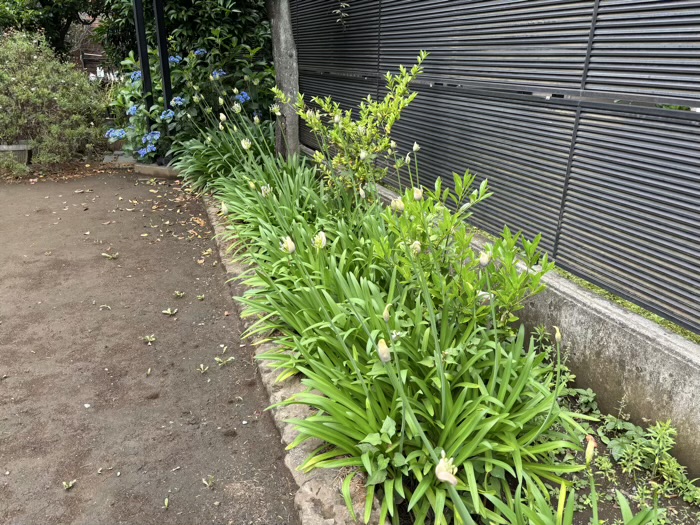 桜新町　桜神宮　6月　アガパンサス
