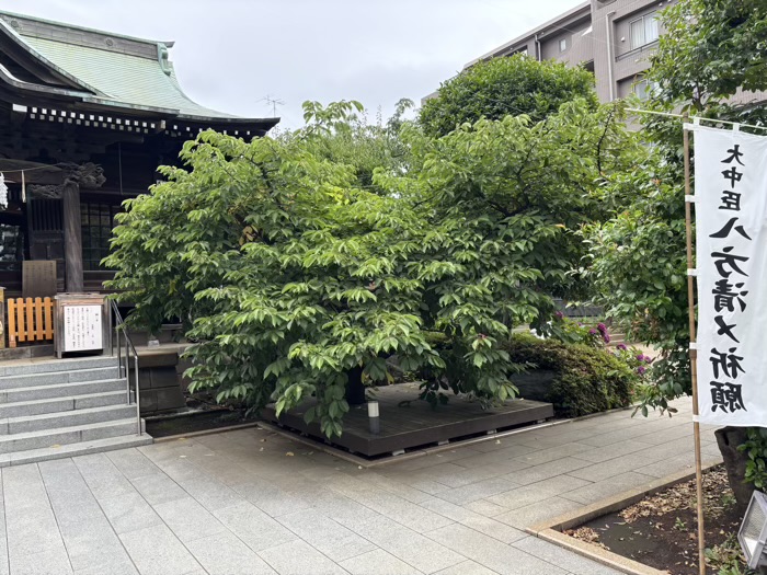 桜新町　桜神宮　6月　アガパンサス