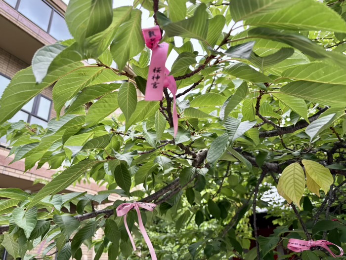 桜新町　桜神宮　6月　縁結びリボン（花帯）