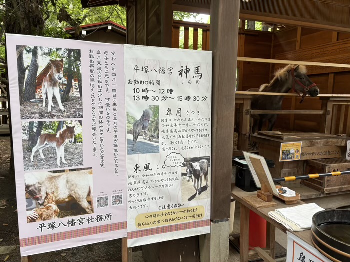 湘南 平塚八幡宮 健康祈願祭2026 皐月ちゃん
