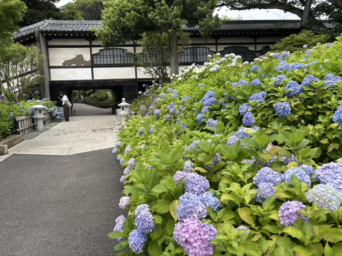 藤沢 清浄光寺(遊行寺) あじさい