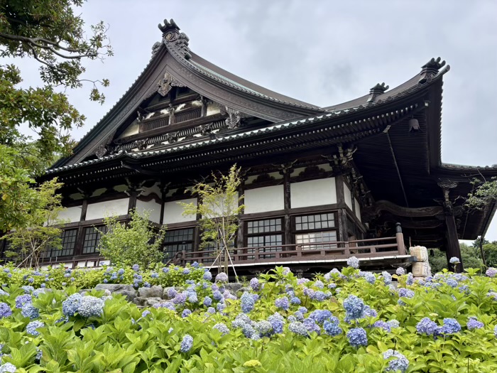 藤沢 清浄光寺(遊行寺) あじさい