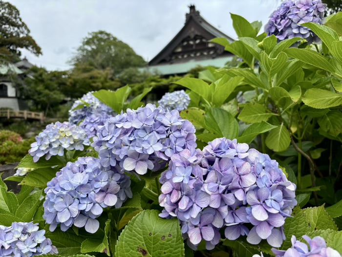 藤沢 清浄光寺(遊行寺) あじさい