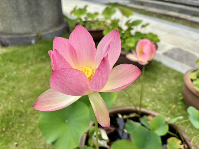 藤沢 清浄光寺(遊行寺) 庭園